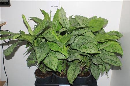 <h4>Aglao Greenlight</h4>