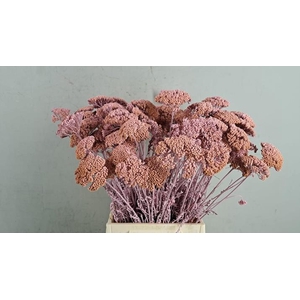 Df Achillea Paint Bs L.pink