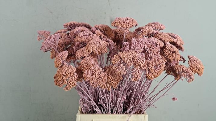 <h4>Df Achillea Paint Bs L.pink</h4>