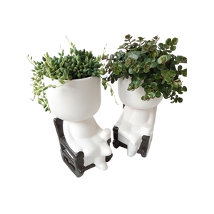 Arr.   Kamerplant Groen L%