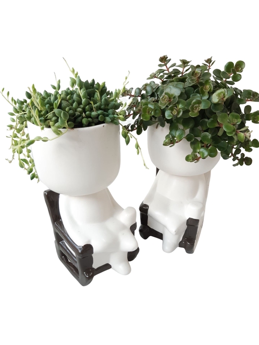<h4>Arr.   Kamerplant Groen L%</h4>