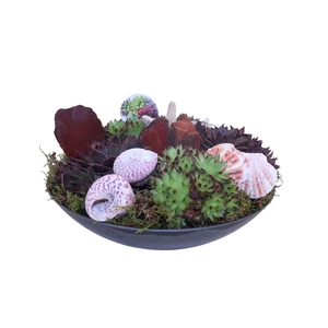 Arr.  Sempervivum L%