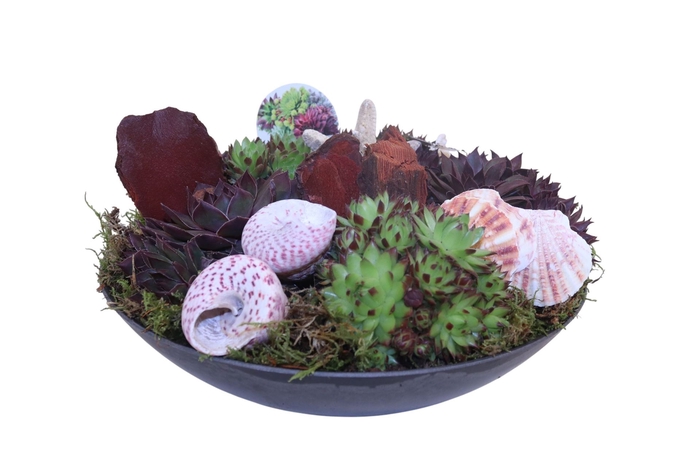 <h4>Arr.  Sempervivum L%</h4>