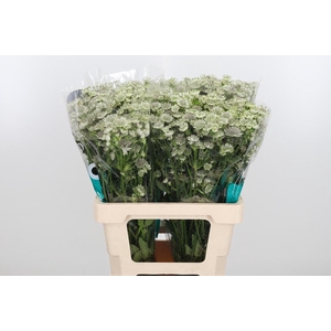 Astrantia Wit Billion Stars