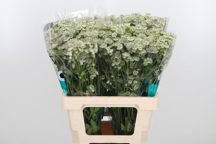 <h4>Astrantia Wit Billion Stars</h4>