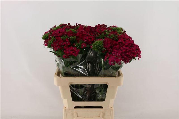 <h4>Di Barbatus Neon Cherry La Nuova</h4>