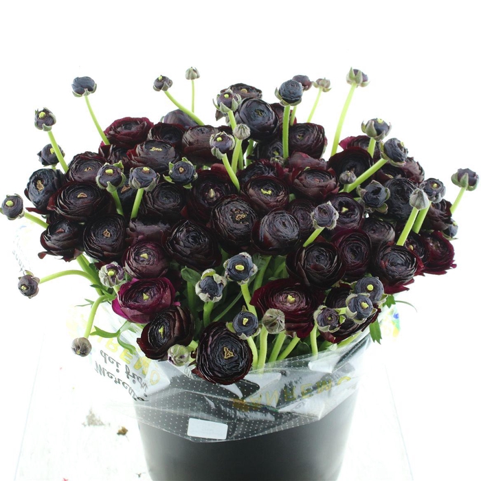 Ran Su Sr Nerone Black Super