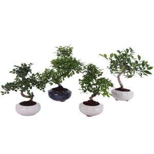 Bonsai Mixed in ø17cm Round Ceramic S-Shape