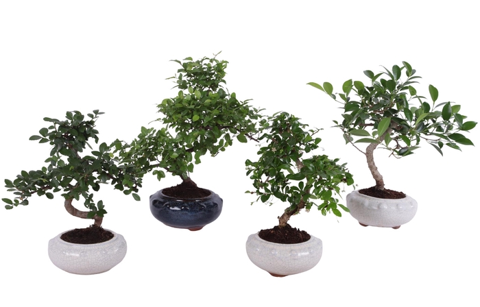 <h4>Bonsai Mixed in ø17cm Round Ceramic S-Shape</h4>