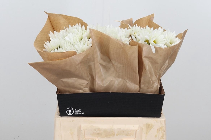 <h4>Leuc S Harmony</h4>