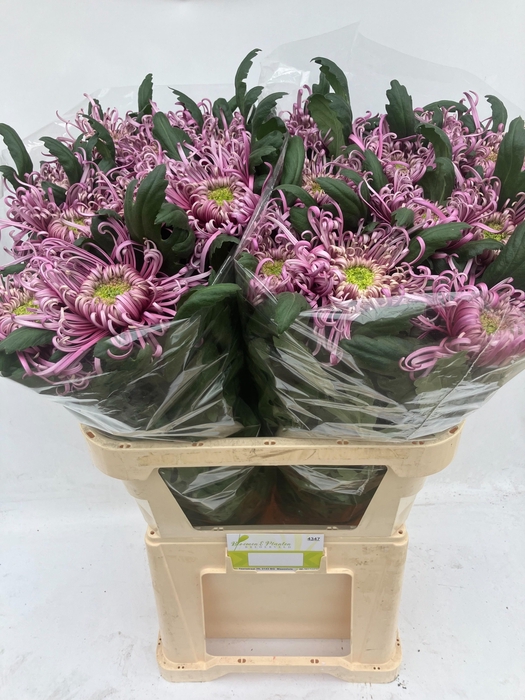 <h4>CHR G SARATOV</h4>