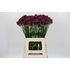 Allium Sphaerocephalon