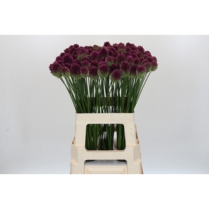 Allium Sphaerocephalon