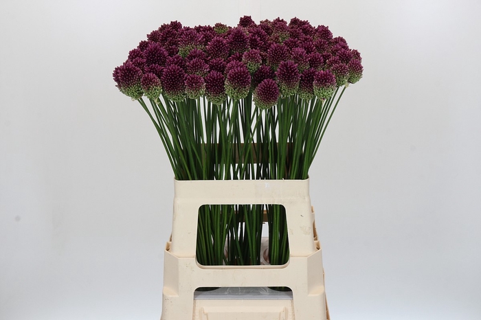 Allium Sphaerocephalon