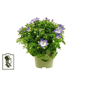 CAMPANULA-HYBRID