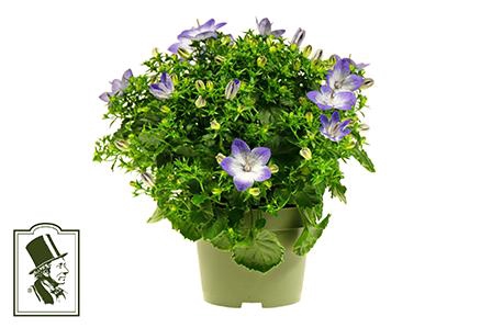<h4>CAMPANULA-HYBRID P10,5</h4>