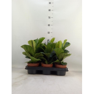 Ficus lyrata 'Bambino'