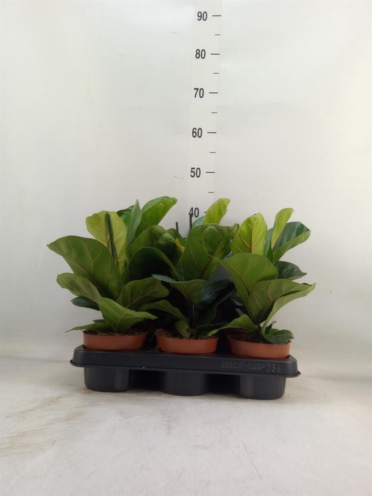 <h4>Ficus lyrata 'Bambino'</h4>
