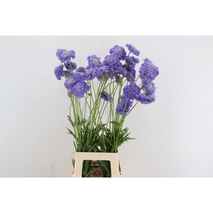 SCABIOSA WILD