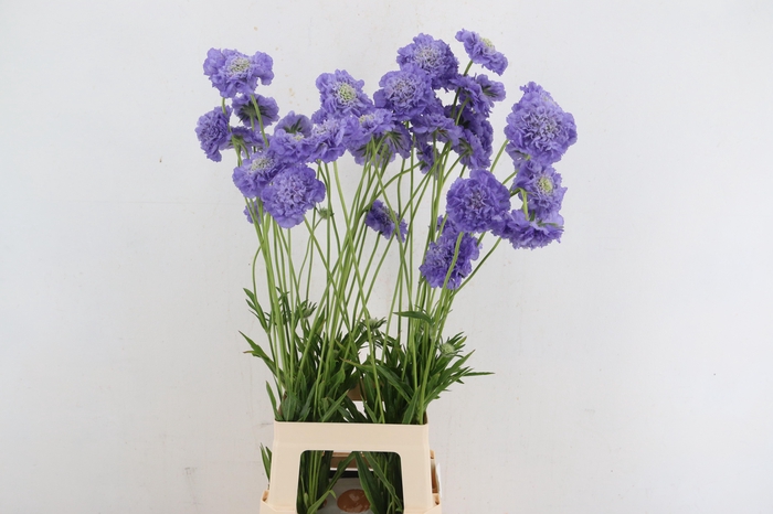 <h4>SCABIOSA WILD</h4>