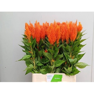 CEL P APRICOT BRANDY