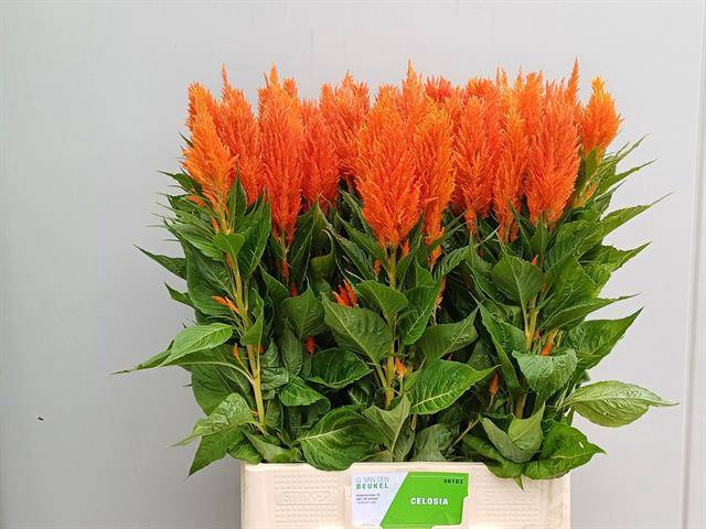 <h4>CEL P APRICOT BRANDY</h4>