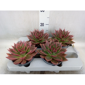 Echeveria   ...