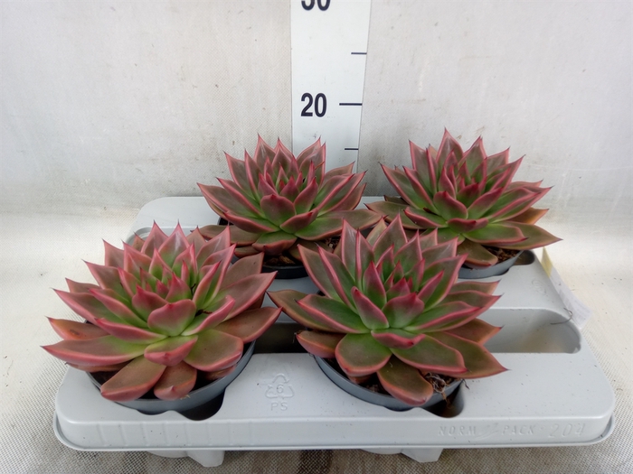 <h4>Echeveria   ...</h4>