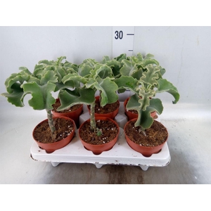 Kalanchoe NF   ...