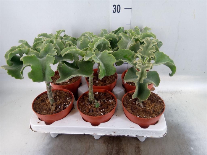 <h4>Kalanchoe NF   ...</h4>