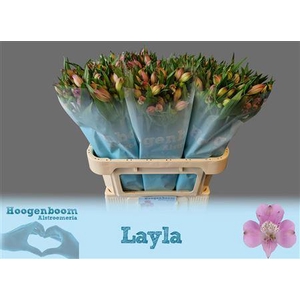 Alstroemeria Layla