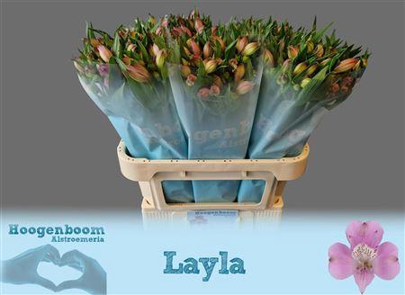 <h4>Alstroemeria Layla</h4>
