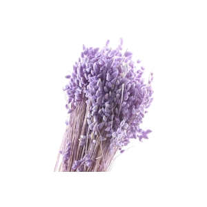 Briza Max Lilac