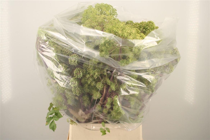 <h4>Angelica Gigas</h4>