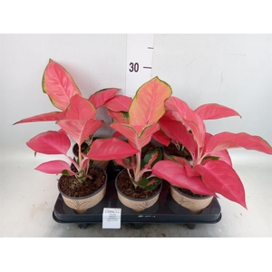 Aglaonema   ...
