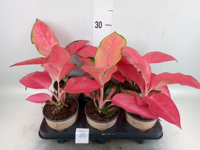 <h4>Aglaonema   ...</h4>