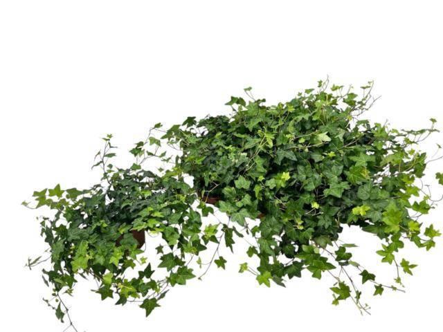 <h4>HED HE PITTSBURGH</h4>