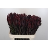 Leucadendron Saf Sunset Dark R.
