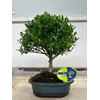 Ilex crenata