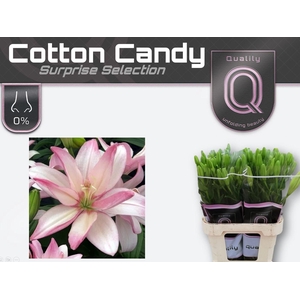 LI LA DU COTTON CANDY 5+