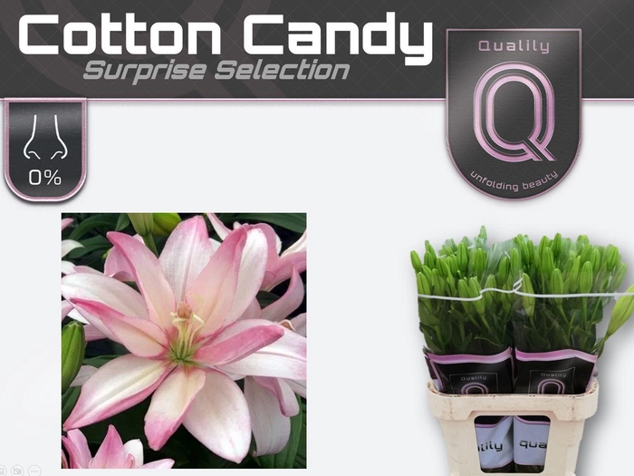 <h4>LI LA DU COTTON CANDY 5+</h4>
