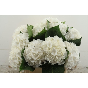Hydr M White Verena 50-18