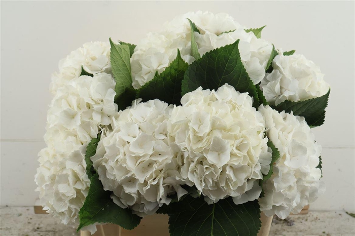 <h4>Hydr M White Verena 50-18</h4>