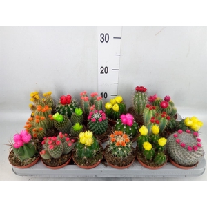 Cactus   ...decorated