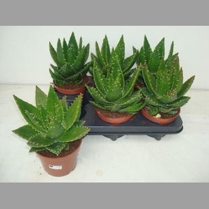 ALOE PERFOLIATA