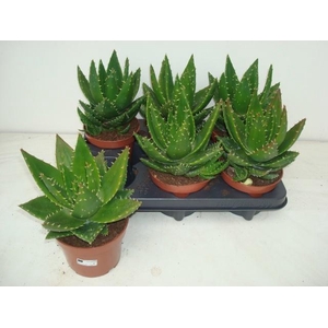 ALOE PERFOLIATA