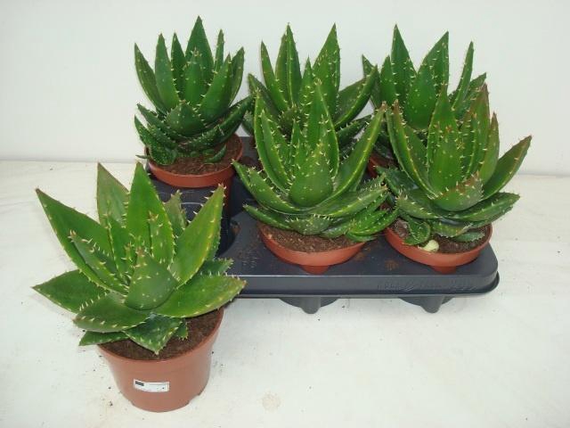 <h4>ALOE PERFOLIATA</h4>