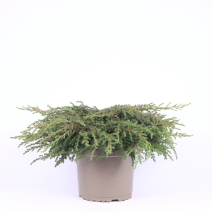 Juniperus communis Repanda