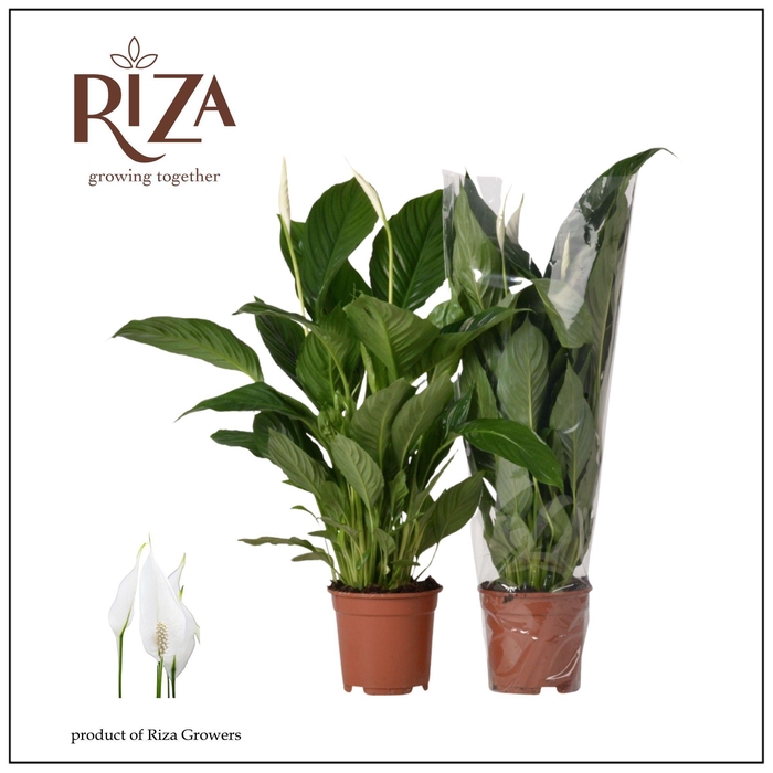 <h4>Spathiphyllum Vivaldi - 17 cm</h4>