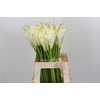 Zantedeschia Eydolls White